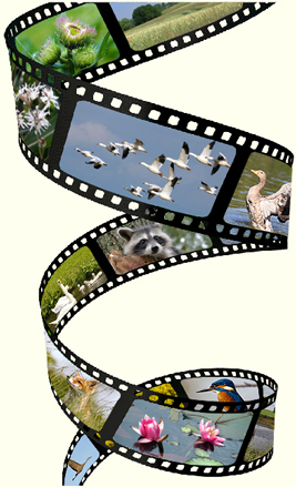 Filmrolle Tiere Kummerower See